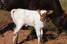 BG Wednesday's Child Full of Grace