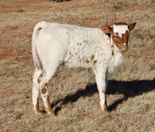 BG Wednesday's Child Full of Grace