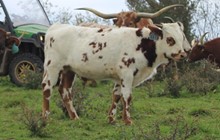 2021 Bull (Hunts Double Your Respect)