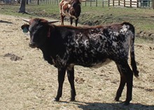 LTL TRAIL TRIXIE 647