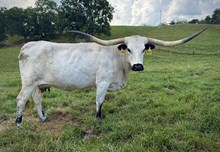 LTL Moonlight Temptation