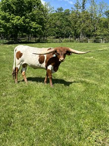 buckeye dragons millie