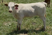 2025 Heifer (Power Surge)
