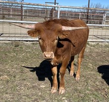 Tari Texa steer