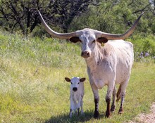Lucky - Steer