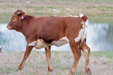 Heifer True to Tradition x HL Higher Ground