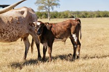 BULL CALF HBR UPTOWN BEAUTY X HL HIGHER GROUND