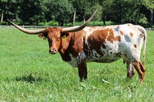 LTL Roslyn's Rosebud