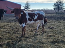 24LF Ironman's M'Lady