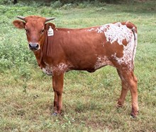 #2508 - Royal Melody x Rebel