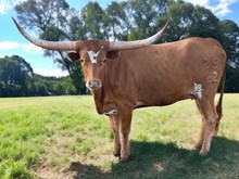 M7 POSH IRON 🇺🇸