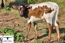 DLR Jeremiah's Jackpot