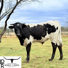 DLR Jeremiah's Jackpot