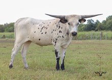 RD Southern Blizzard