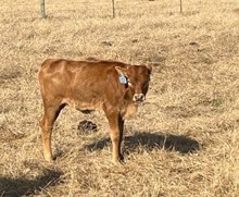 PACIFIC COWBOY 40 X AWESOME TRIXIE (H) ET  Tag 474