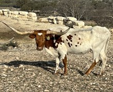 RJF Rio's Vindication