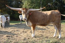 Riverforks Sassafras