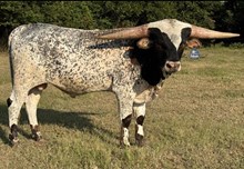 MHL Jamin Bullwinkle