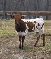 HL Higher Ground x HL Smokin’ Hot Jaynie (H)