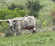 JAMMIN TEX X HR SETTING PRETTY (B)