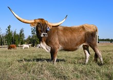 HR SUPER JAMMIN COMMANDO