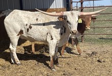 WLR LEE'S BELLFLOWER X JAMMIN TEX -(B) TAG 505