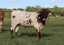 Bull calf 2024 HL HigherGroundxDHLakshmi