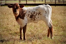 bull BCR Tari True x HL Higher Ground