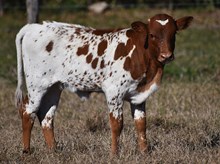 Cut N Dried x WS Sade