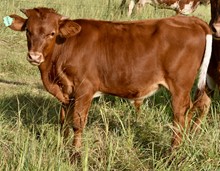 CUT N DRIED X CONCEALED PHENOMENON bull