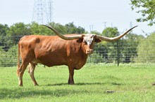 SHR MAJESTIC MERMAID 🧜‍♀️  