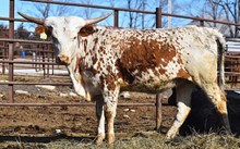 JAMMIN TEX x MAGIC ROSE 8/19