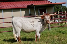 BCR LOVELY TIMES 494