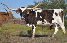 CBF Cajun Queen of Hearts