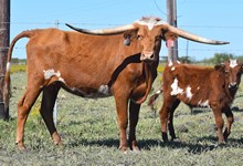 RJF Rebel's Reward 246