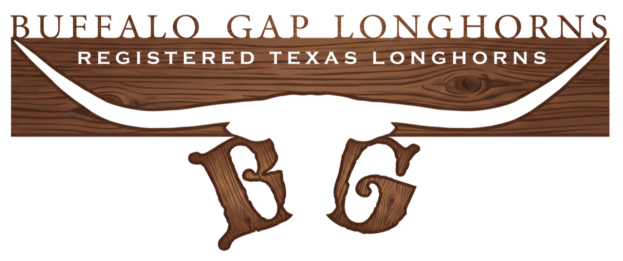 Buffalo Gap Longhorns